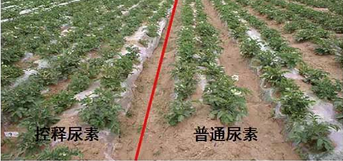 91视频黄片下载缓释尿素与普通尿素对比图