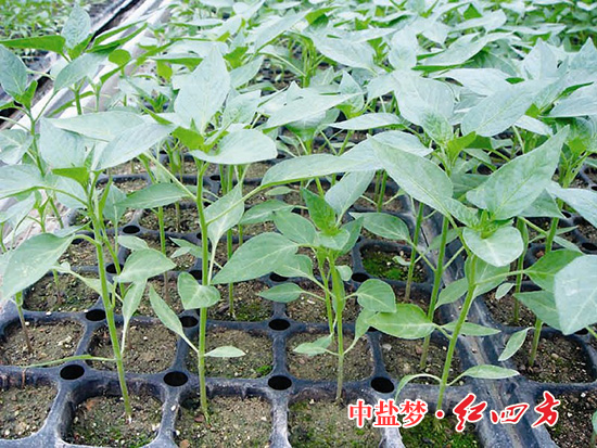 91视频下载污丰收