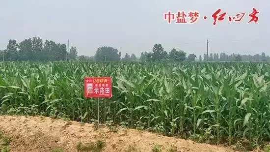 91视频黄片下载缓释肥在商丘玉米上表现突出！