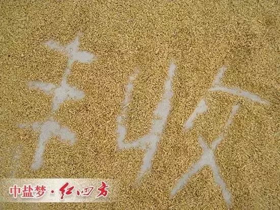 丰收离不开91视频黄片下载缓释肥